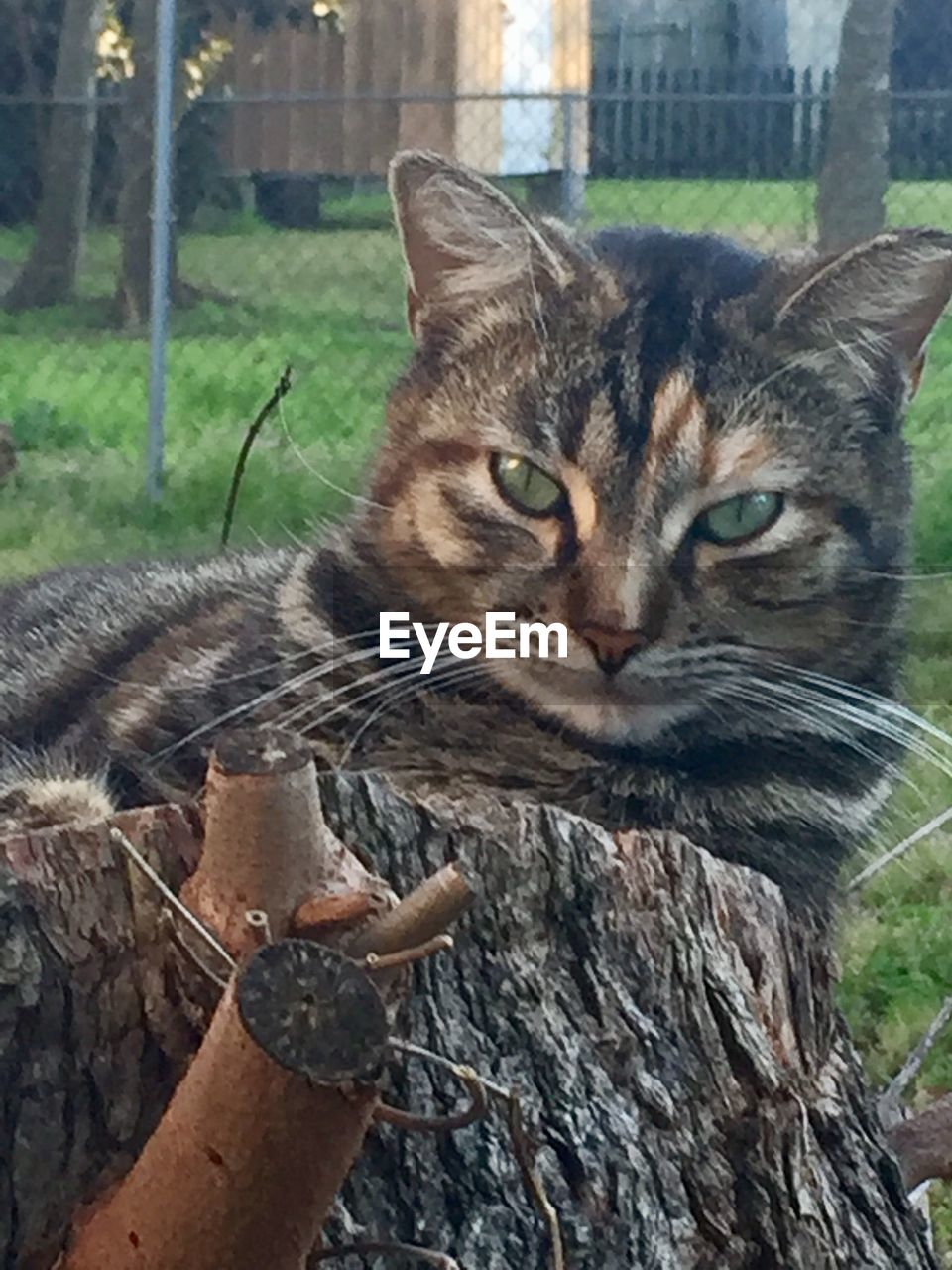 CLOSE-UP PORTRAIT OF CAT OUTDOORS