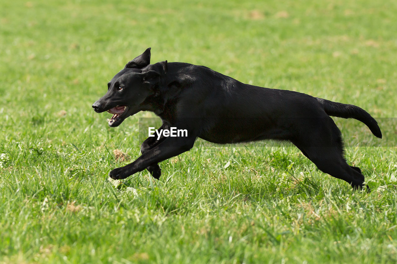 Black dog running on field