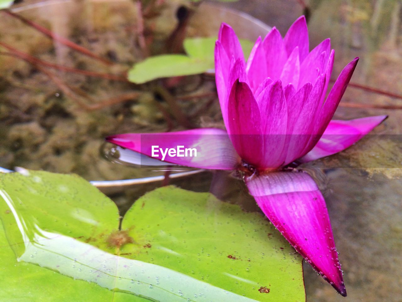 CLOSE-UP OF LOTUS WATER LILY BLOOMING OUTDOORS