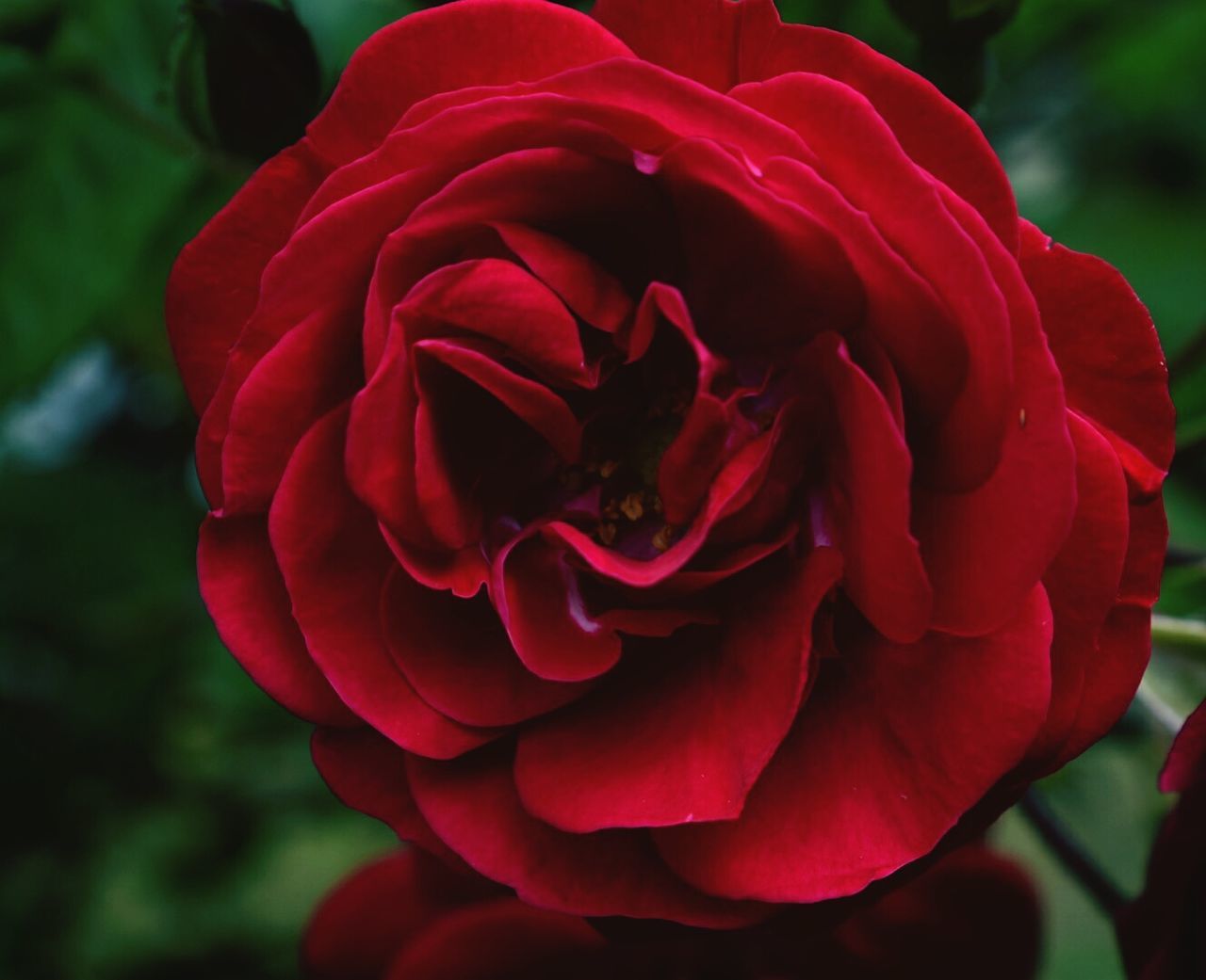 CLOSE-UP OF ROSE