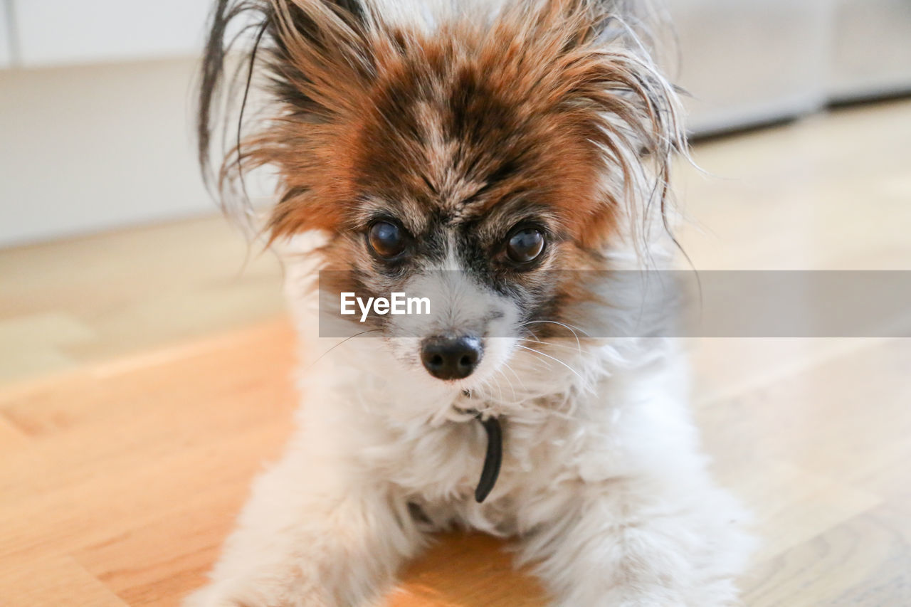 PORTRAIT OF CUTE DOG ON FLOOR AT HOME