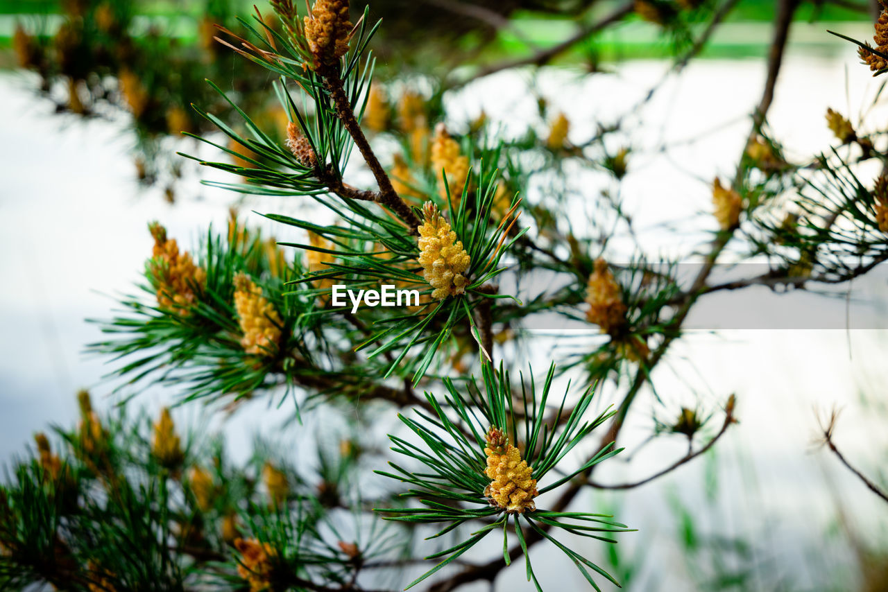 plant, tree, branch, pine tree, coniferous tree, pinaceae, nature, beauty in nature, no people, christmas tree, focus on foreground, growth, flower, green, needle - plant part, leaf, close-up, day, outdoors, spruce, plant part, twig, fir, pine cone, tranquility, evergreen, environment, pine, selective focus, sky, winter
