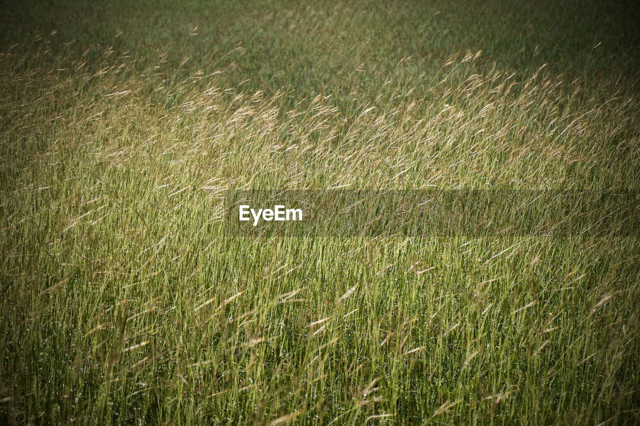 FULL FRAME SHOT OF GRASS GROWING ON FIELD