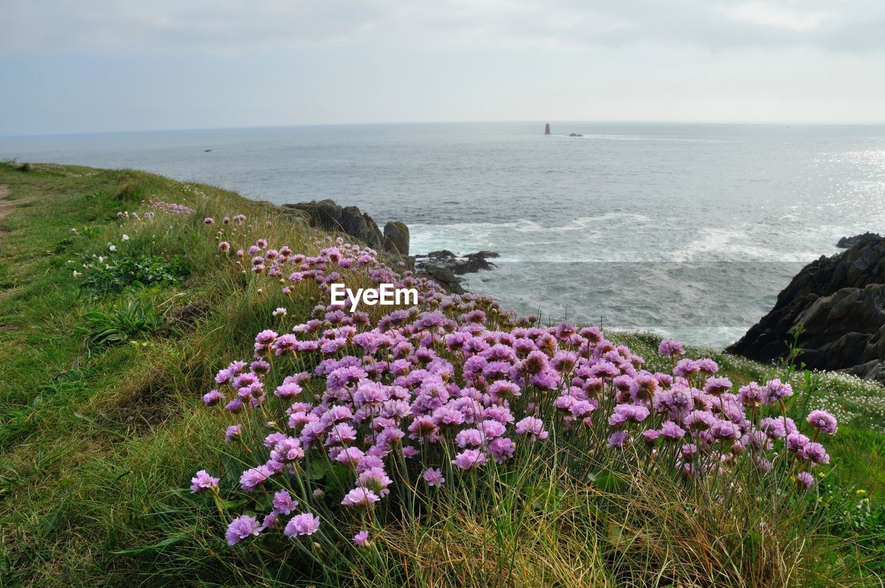 SCENIC VIEW OF SEA AND PURPLE FLOWERS ON SHORE