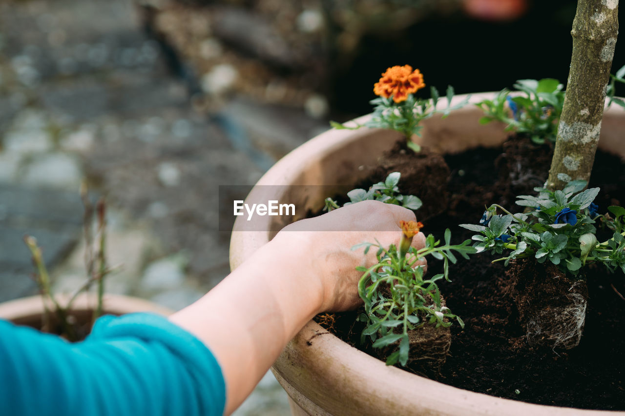 Cropped hands planting plants in pot