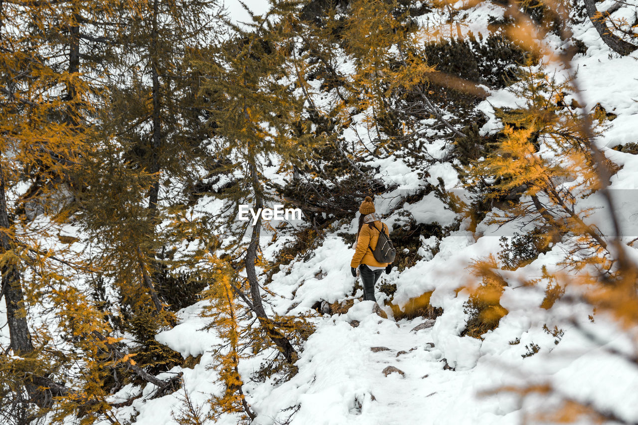 tree, snow, winter, cold temperature, plant, nature, leaf, beauty in nature, autumn, day, land, branch, forest, scenics - nature, outdoors, white, covering, environment, no people, tranquility, non-urban scene, leisure activity, plant part, mountain, coniferous tree