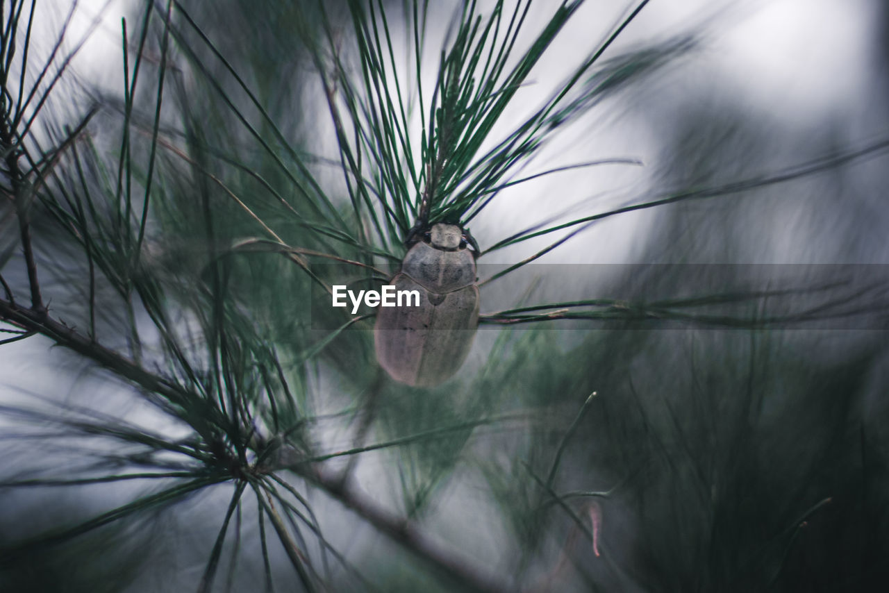 CLOSE-UP OF PINE CONES ON FIELD