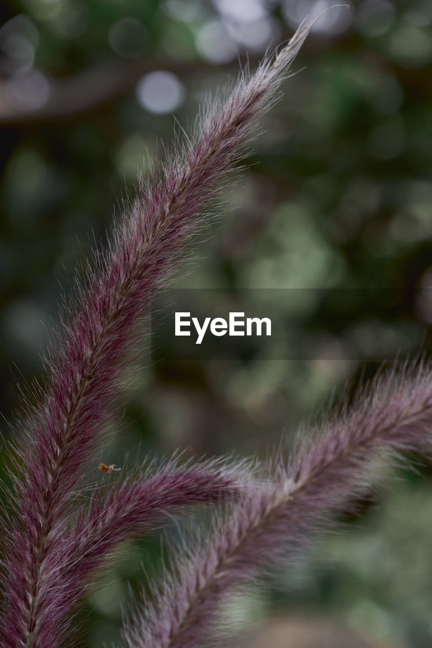 Close-up of purple flower