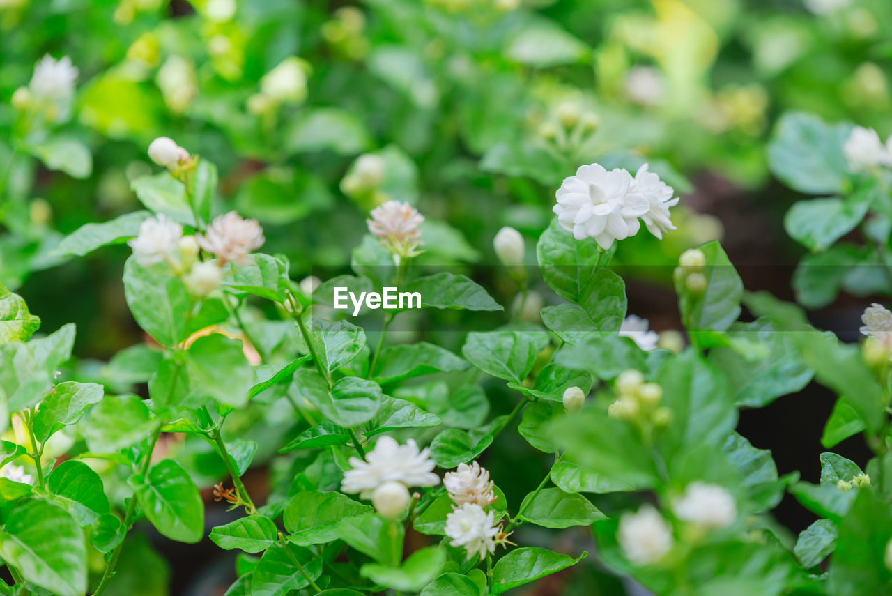 CLOSE-UP OF FLOWERING PLANTS