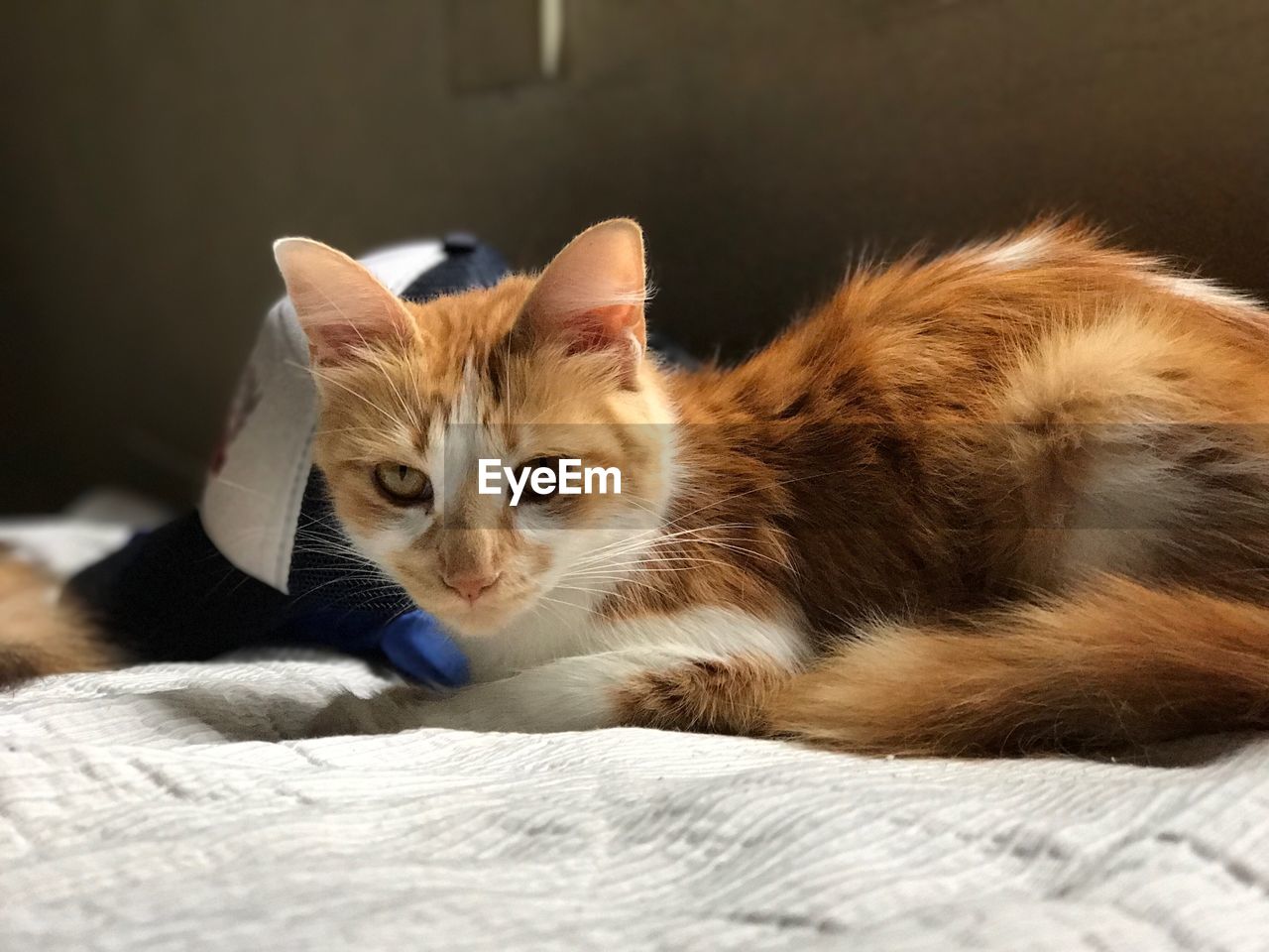 PORTRAIT OF CAT RELAXING ON BED AT HOME