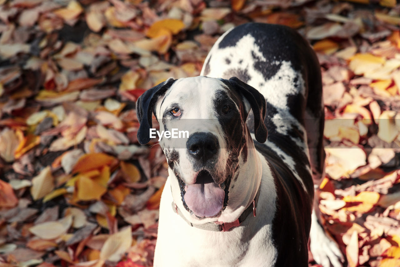 Portrait of dog sticking out tongue while standing in forest during autumn