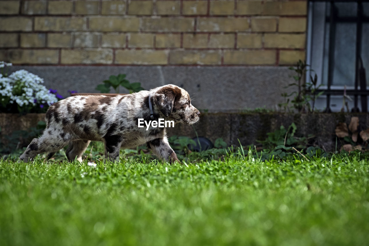 VIEW OF A DOG SITTING IN FIELD