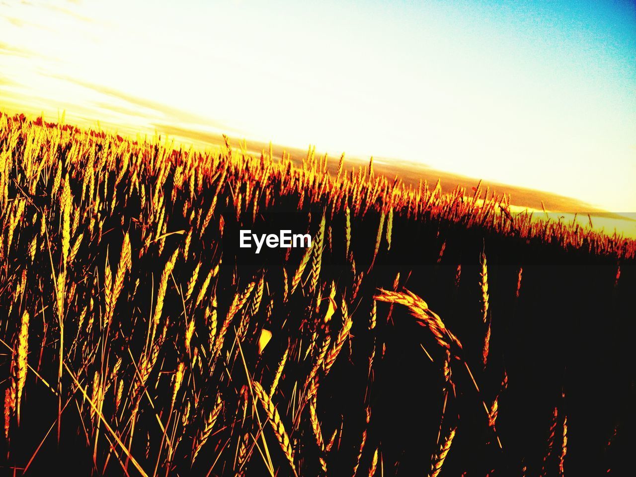 WHEAT FIELD AGAINST SKY AT SUNSET