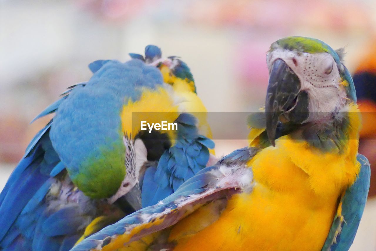 CLOSE-UP OF A BIRD PERCHING ON YELLOW