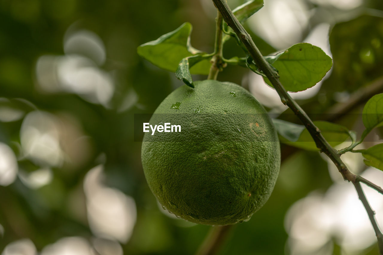 CLOSE-UP OF FRESH FRUIT ON PLANT