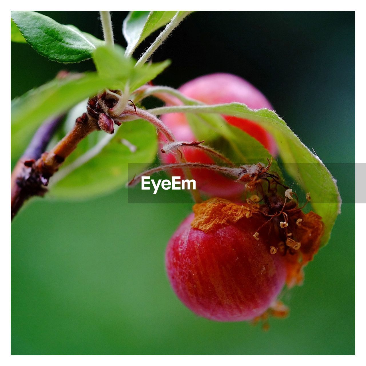 CLOSE-UP OF LADYBUG ON FRUIT