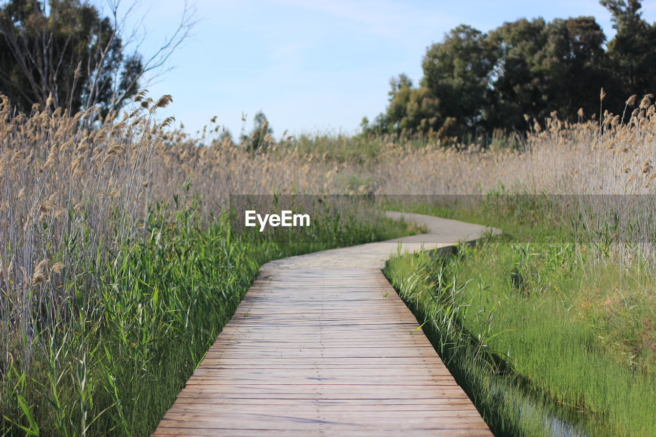 Boardwalk leading towards plants on field