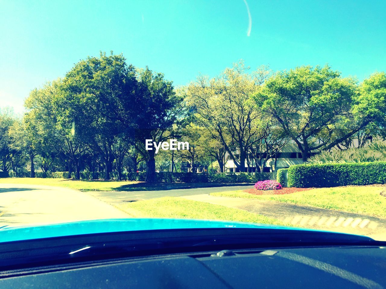 Trees on field against clear sky seen through car windshield