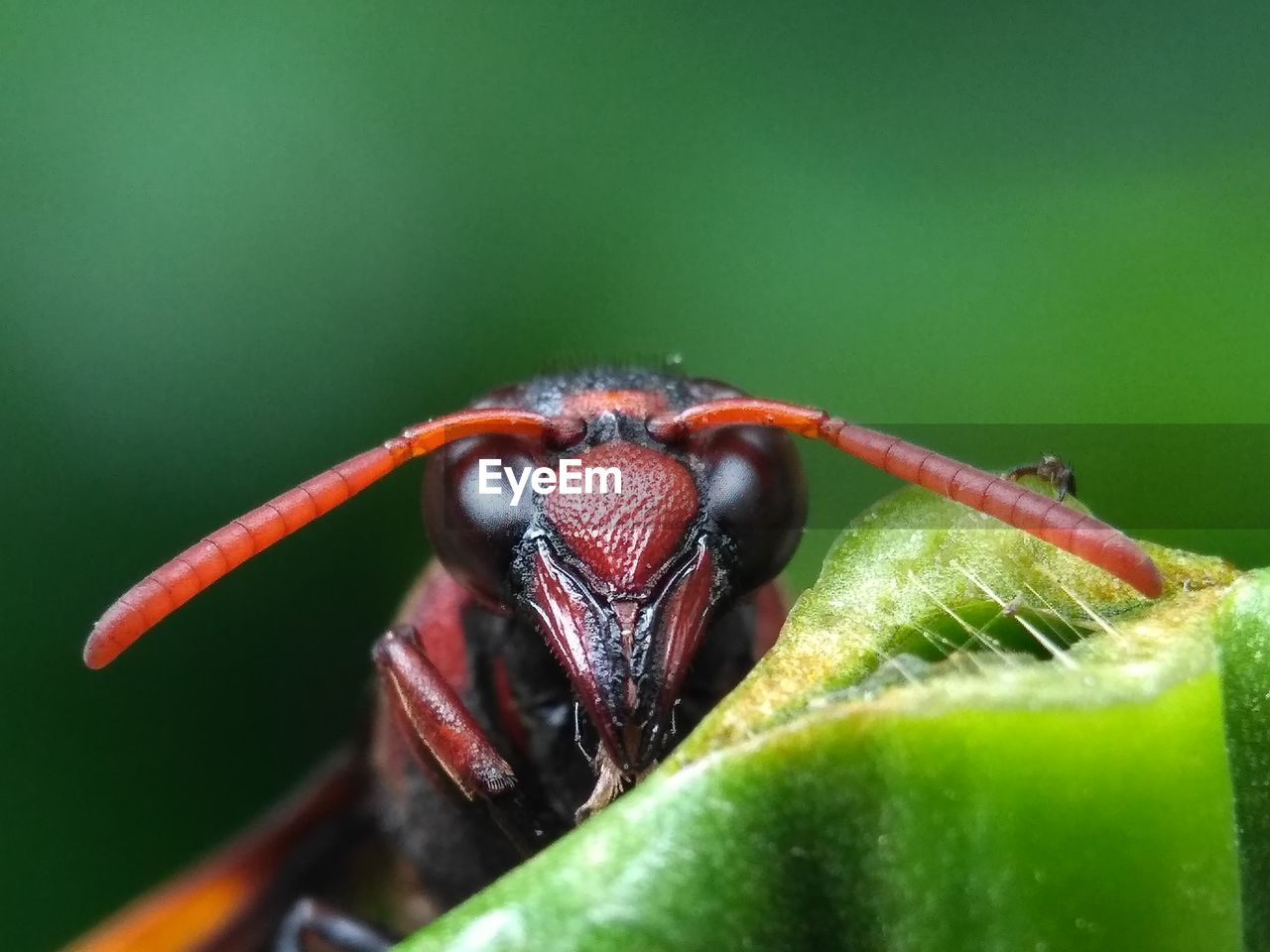 MACRO SHOT OF INSECT