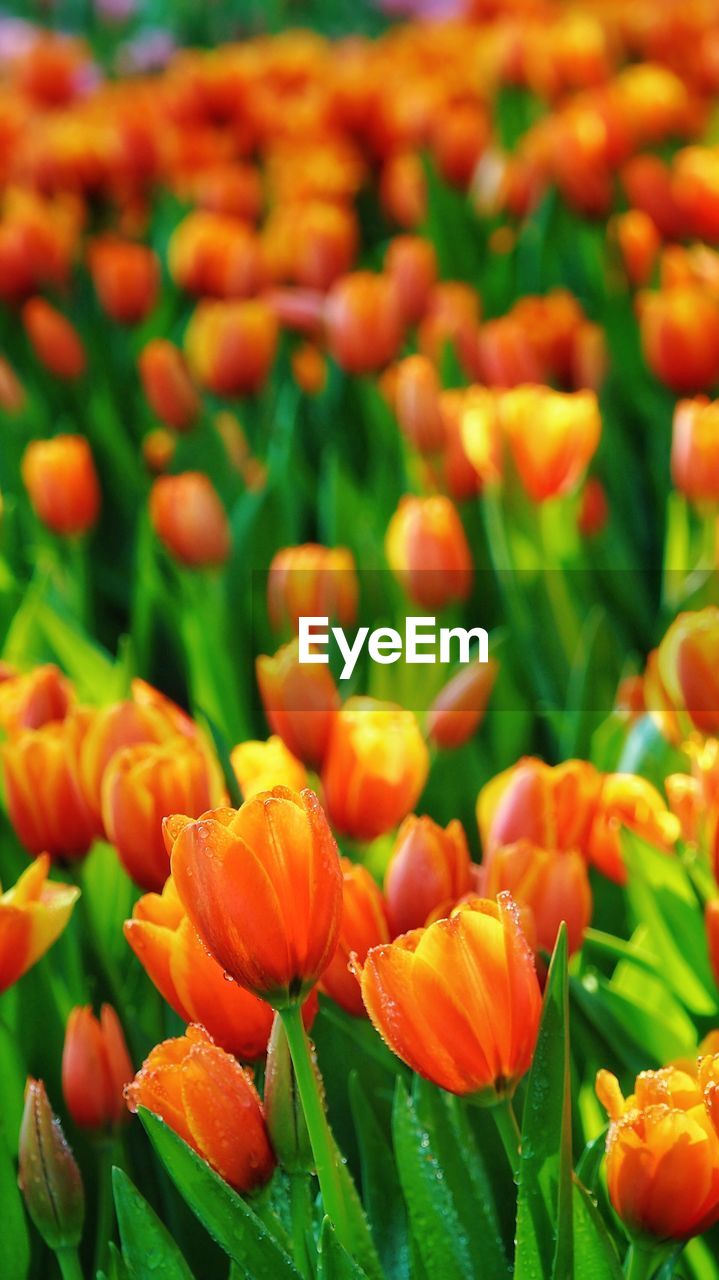 Close-up of red flowering plants