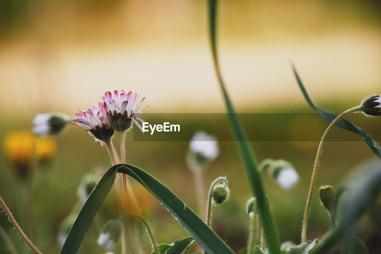 Beautiful Beautiful Nature Flowers,Plants & Garden Grass Growth Life Plants Wonderful Beauty In Nature Flower Flowers Garden Lovely Outdoors Pastel Selective Focus Spring Springtime This Is Natural Beauty