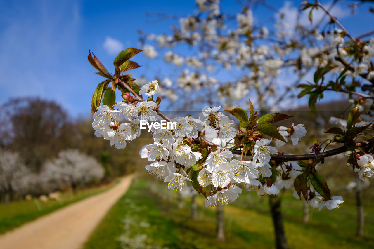 CLOSE-UP OF CHERRY BLOSSOMS IN SPRING