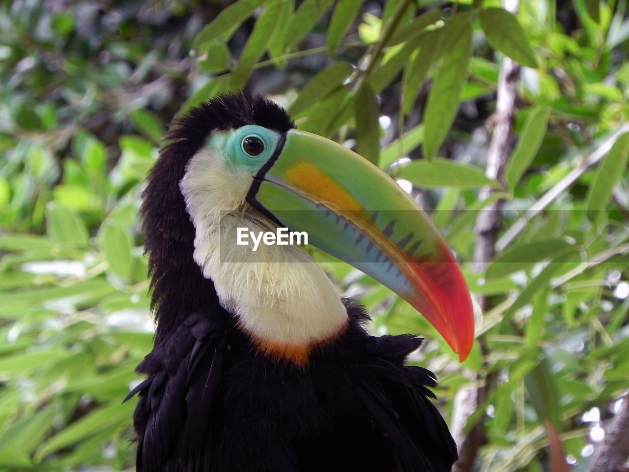 Close-up of toucan