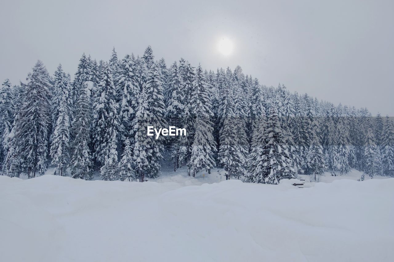 Snow covered trees on land against sky