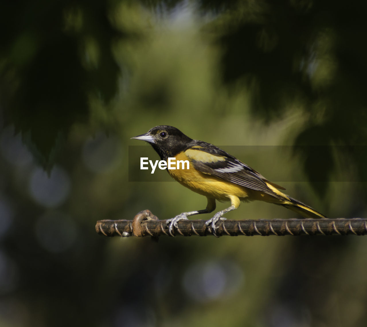 Baltimore oriole perching bird closeup