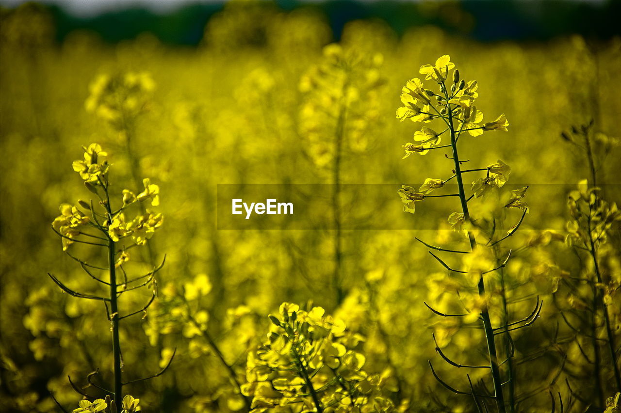 Close-up of fresh yellow flowering plants on field