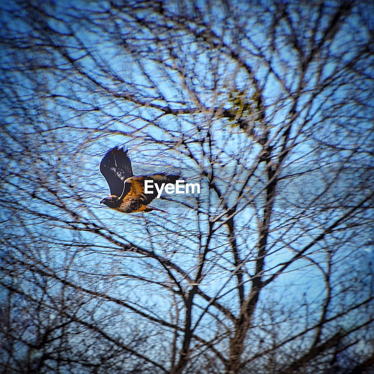 LOW ANGLE VIEW OF EAGLE FLYING AGAINST BARE TREES