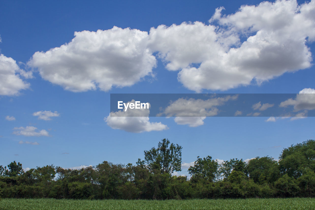 Trees on field against sky