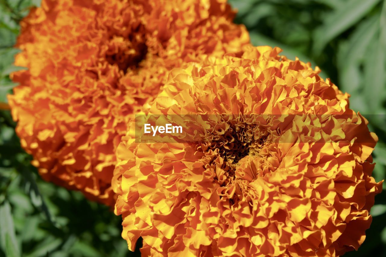 CLOSE-UP OF FLOWERING PLANT