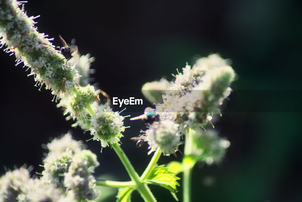 CLOSE-UP OF INSECT ON PLANT AT DUSK