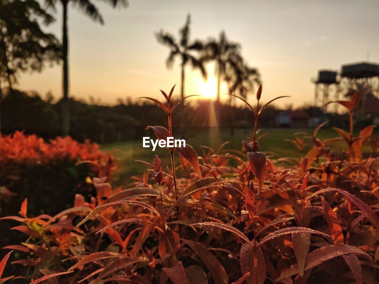 Close-up of plants on field against sky during sunset