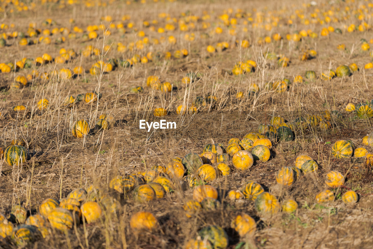 FIELD OF YELLOW FLOWERS GROWING ON FARM