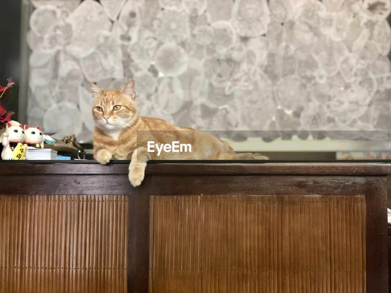 Portrait of cat sitting on wood