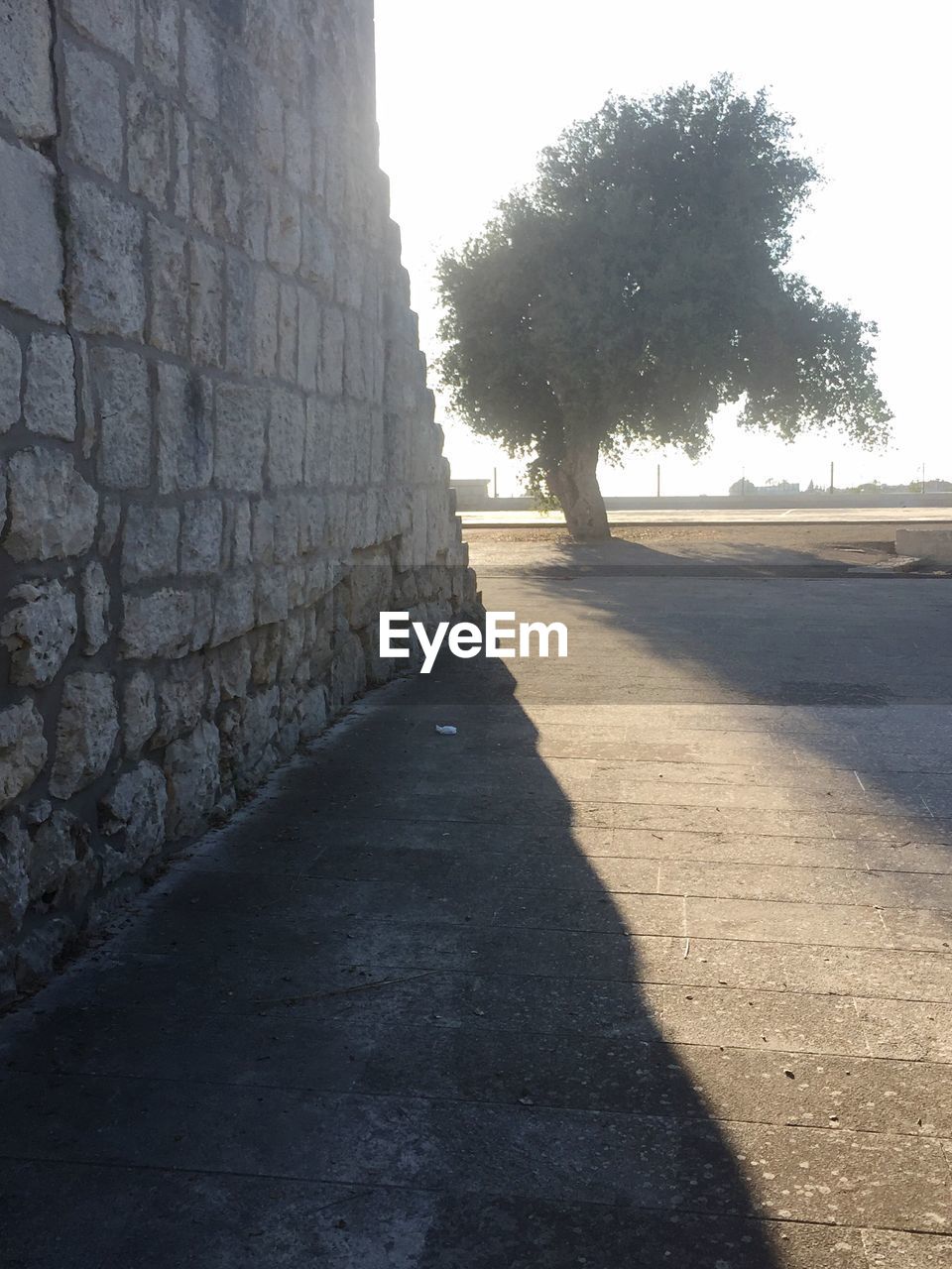 SHADOW OF TREES ON WALL