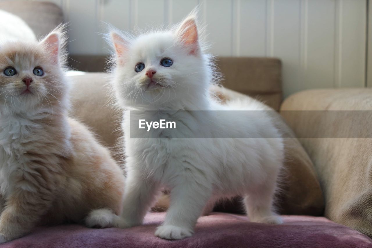 A white siberian cat kitten 