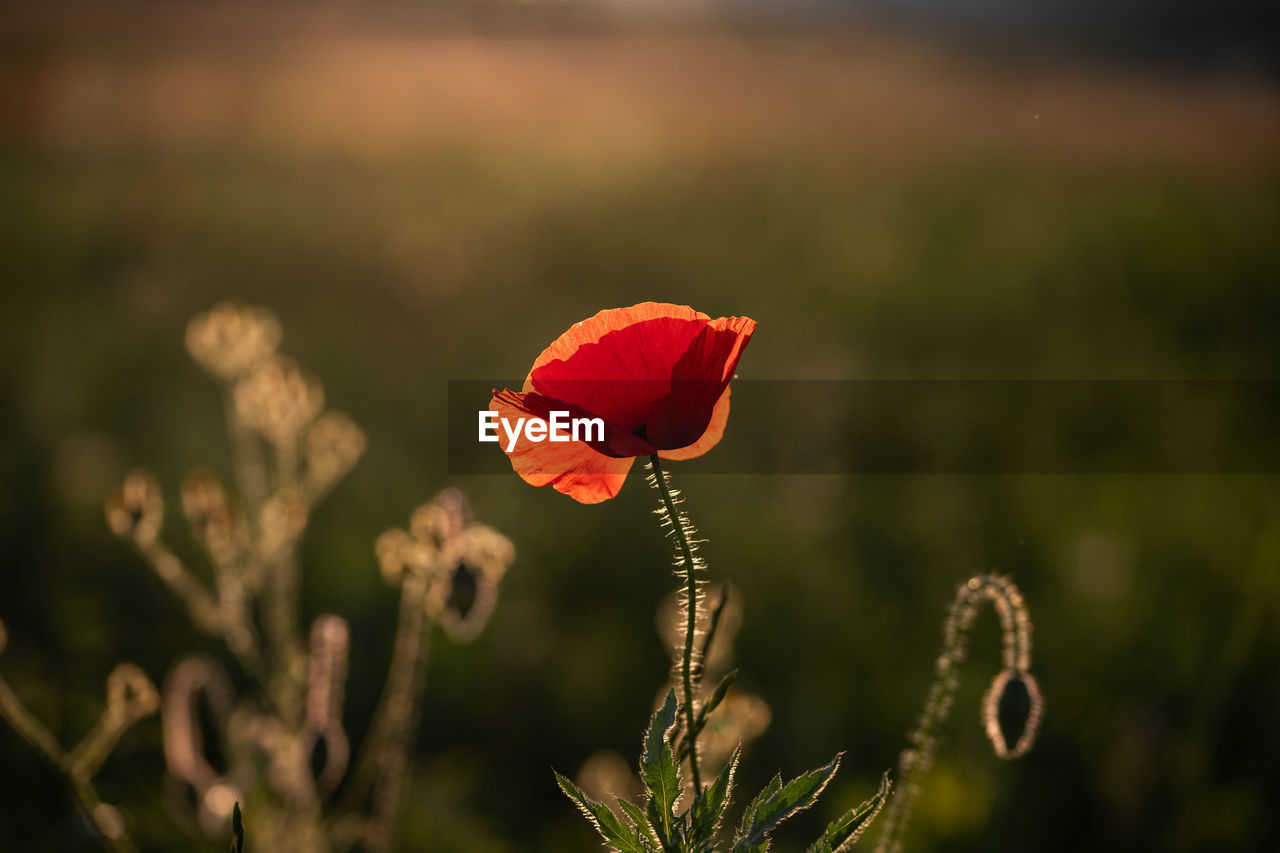 CLOSE-UP OF RED POPPY FLOWER