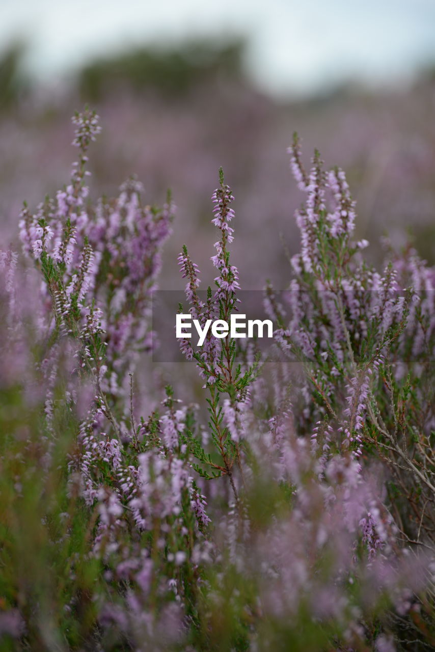 CLOSE-UP OF PURPLE FLOWERING PLANT