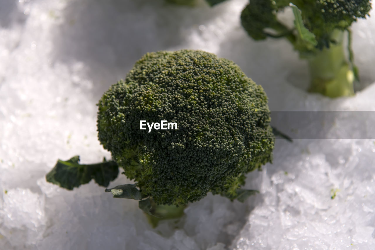 High angle view of broccoli on ice