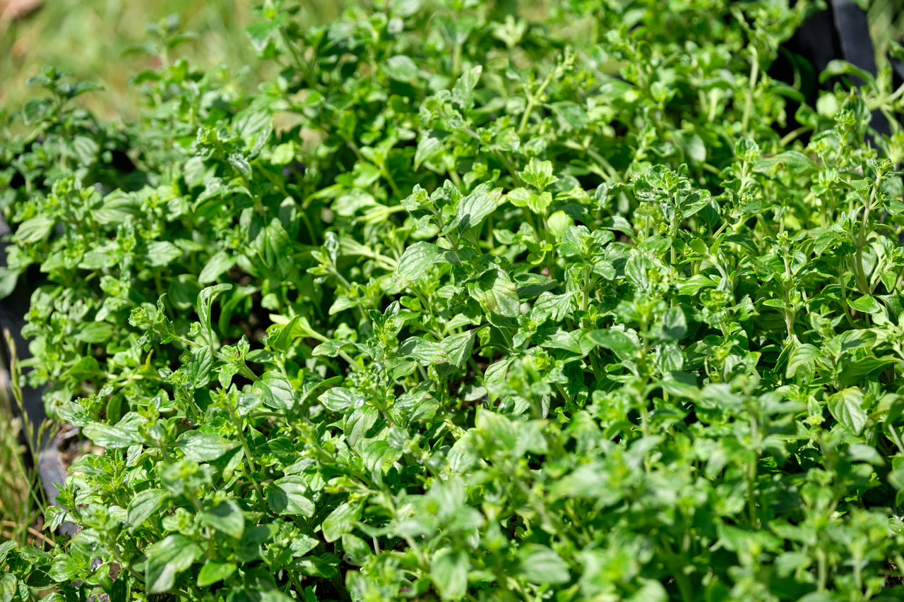 FULL FRAME SHOT OF VEGETABLES