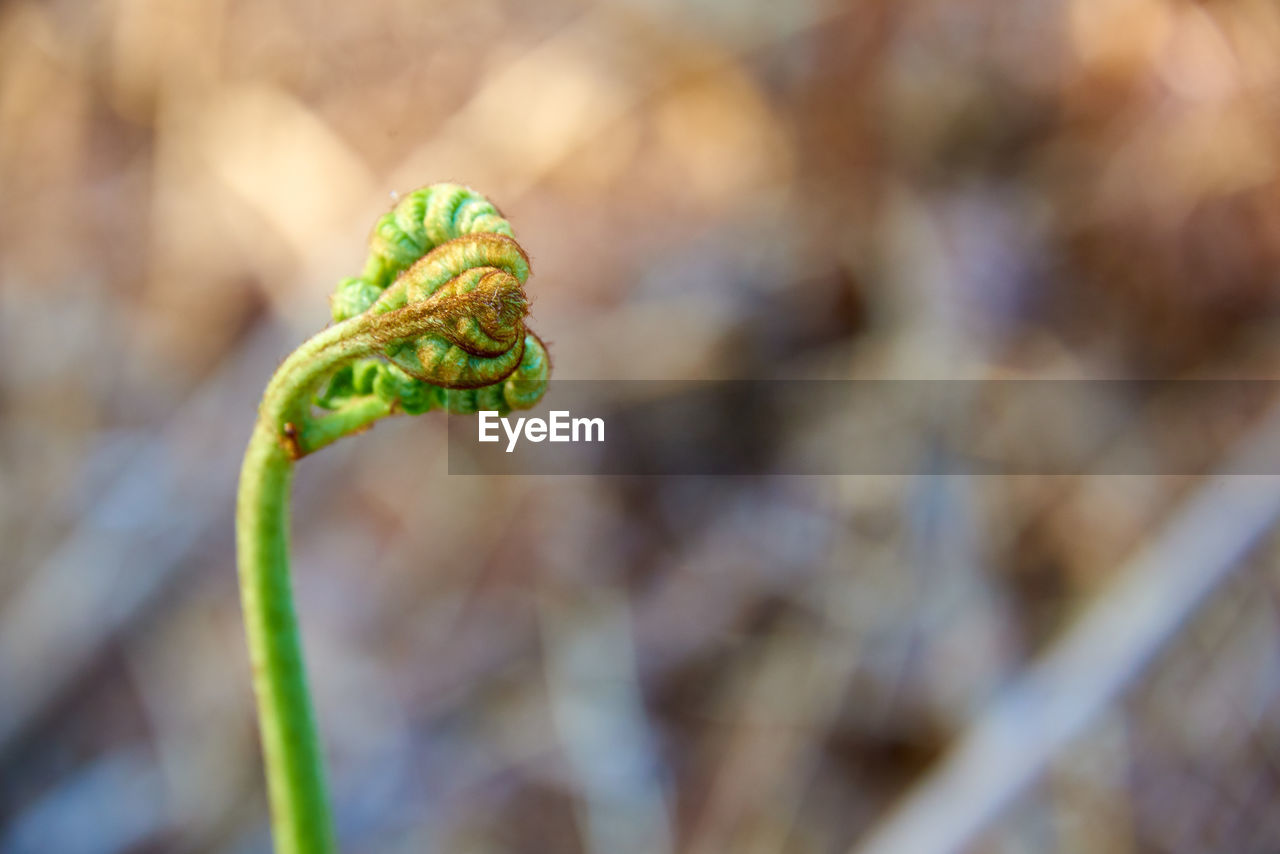 CLOSE-UP OF LEAF