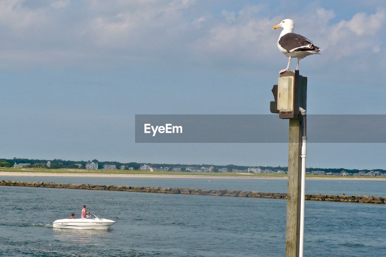 SEAGULLS PERCHING ON A BOAT IN SEA