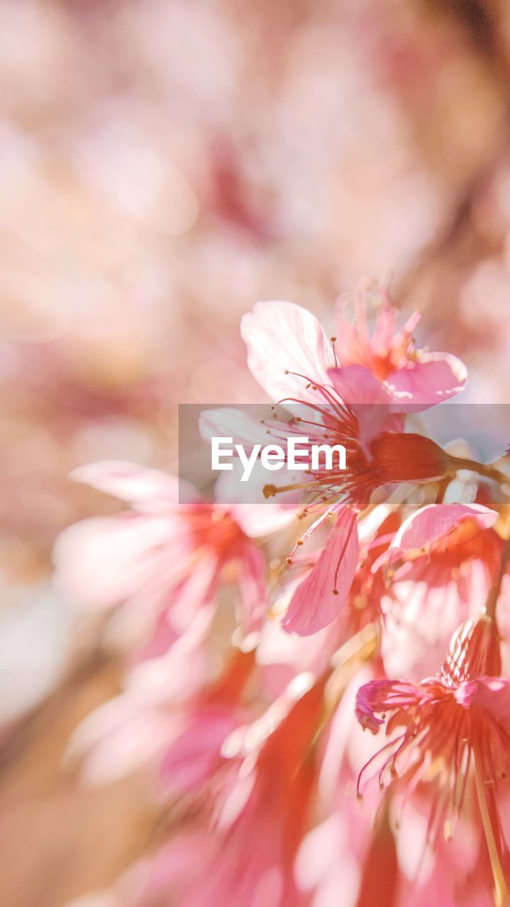 plant, flower, pink, flowering plant, freshness, beauty in nature, fragility, nature, blossom, close-up, springtime, spring, growth, selective focus, petal, tree, macro photography, backgrounds, no people, outdoors, pastel colored, defocused, flower head, cherry blossom, macro, inflorescence, softness, branch, tranquility, copy space, summer, botany, pollen, focus on foreground, day, vibrant color, stamen, sunlight, environment