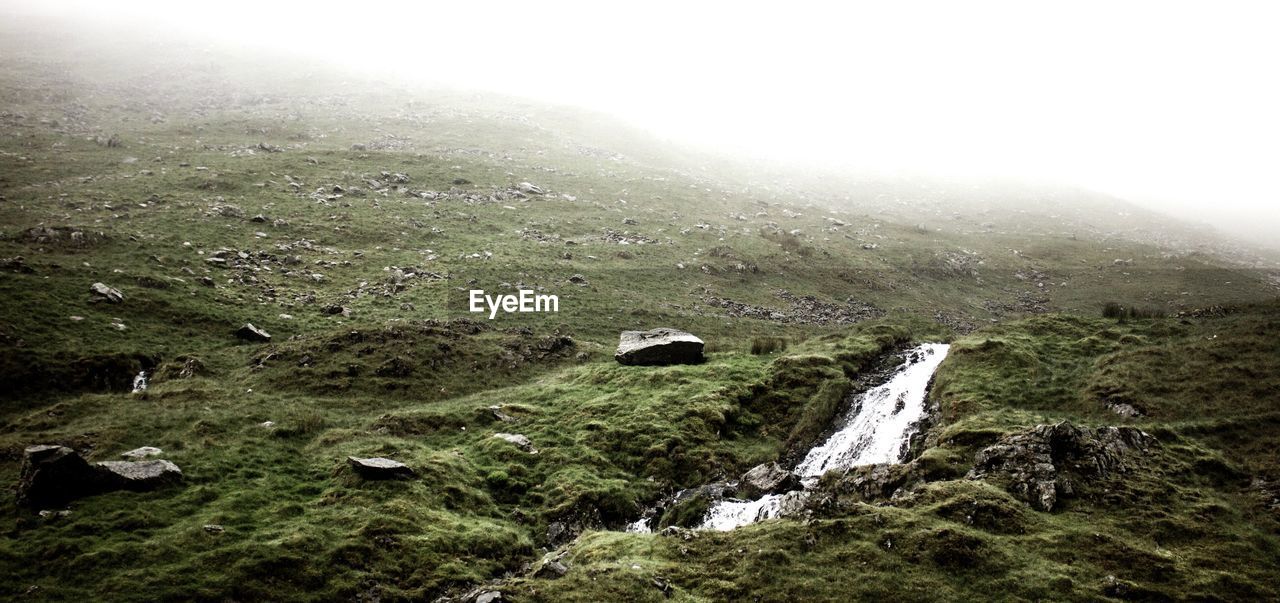 FLOCK OF BIRDS ON LANDSCAPE