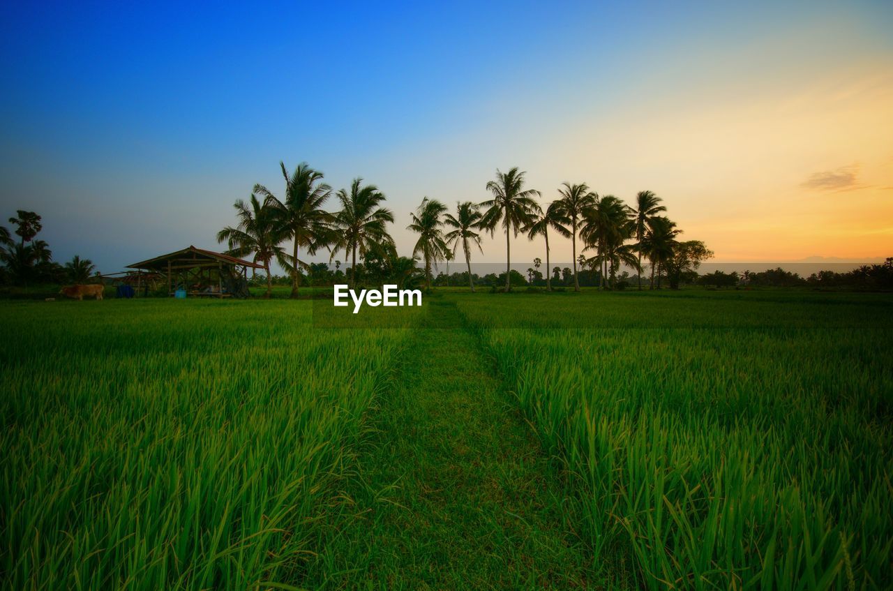 Scenic view of rice field against sky