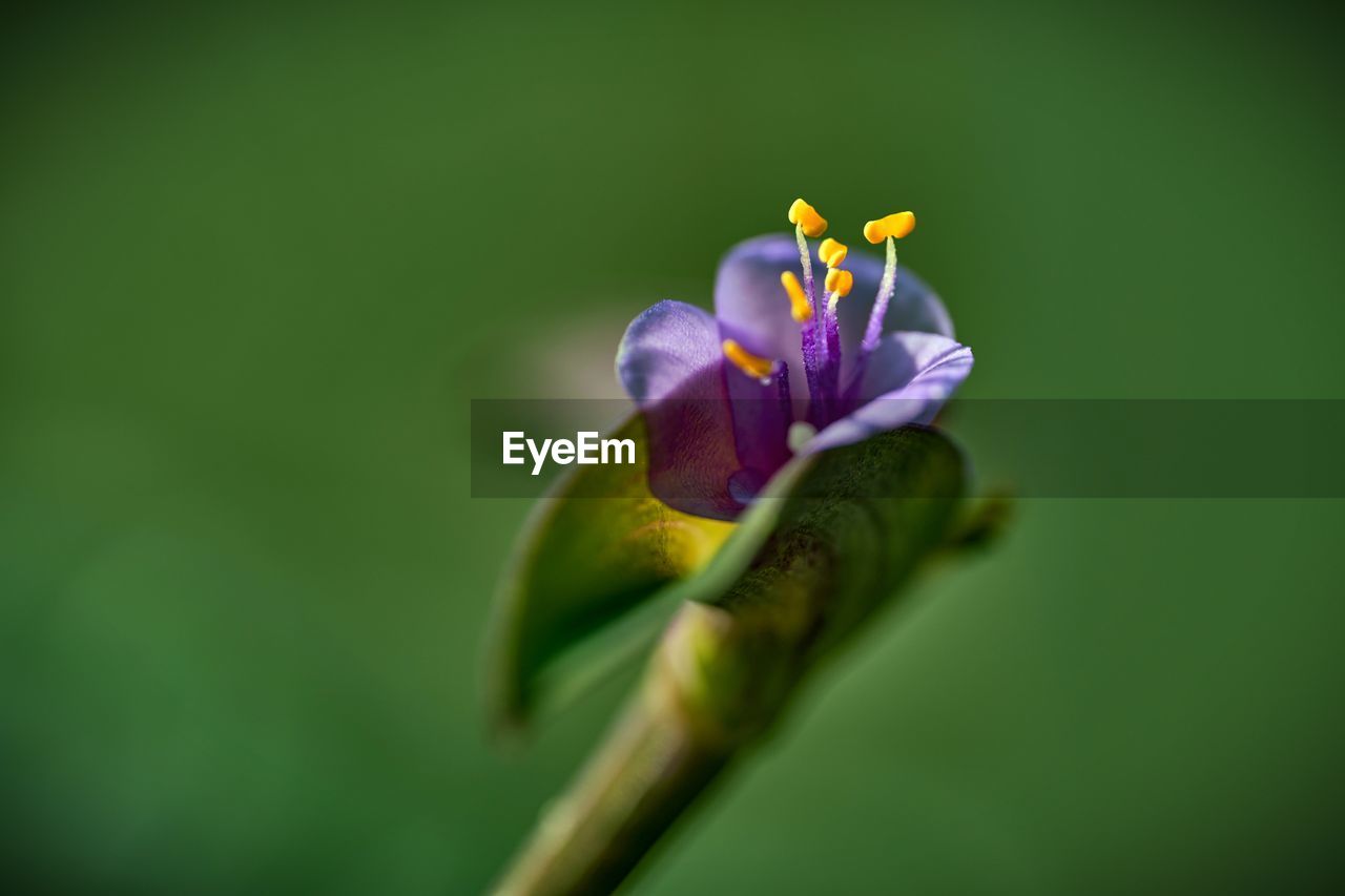 Close-up of purple flowering plant