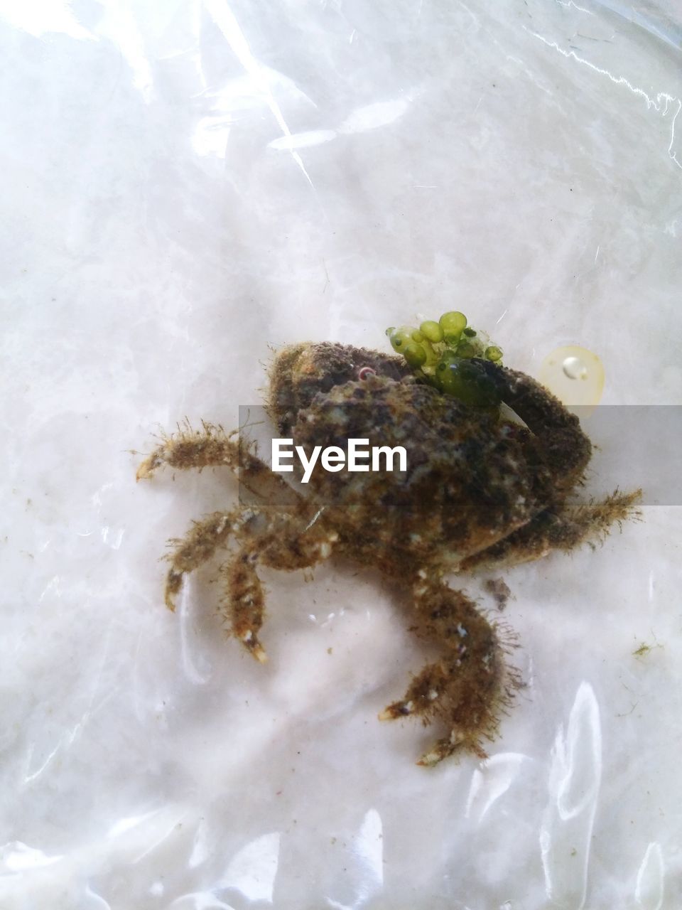 High angle view of small crab on plastic at shore